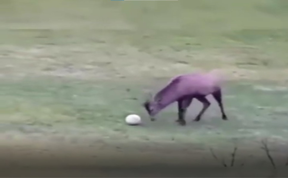 deer make a goal