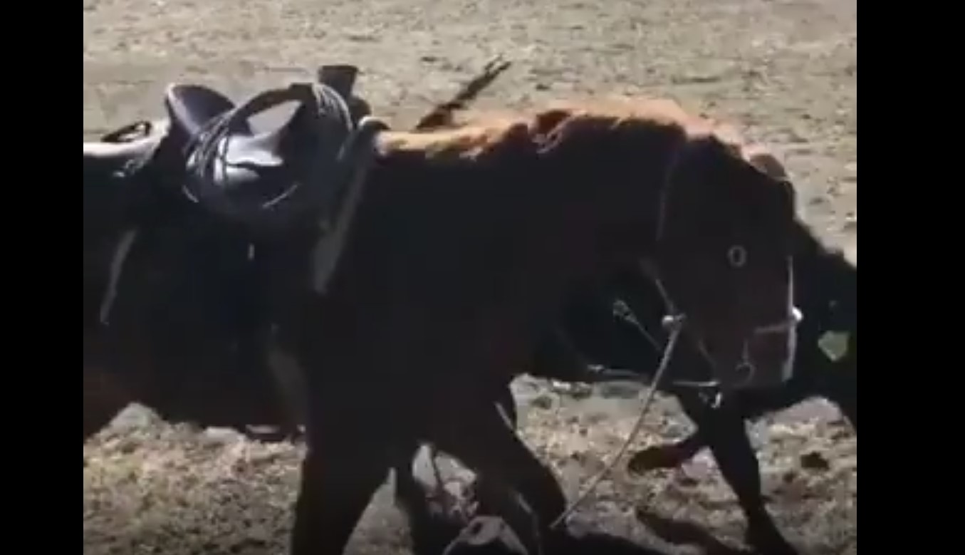 a horse protecting his human