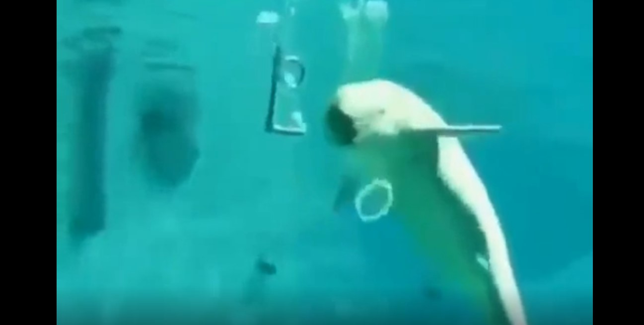 belluga whale making circle bubble