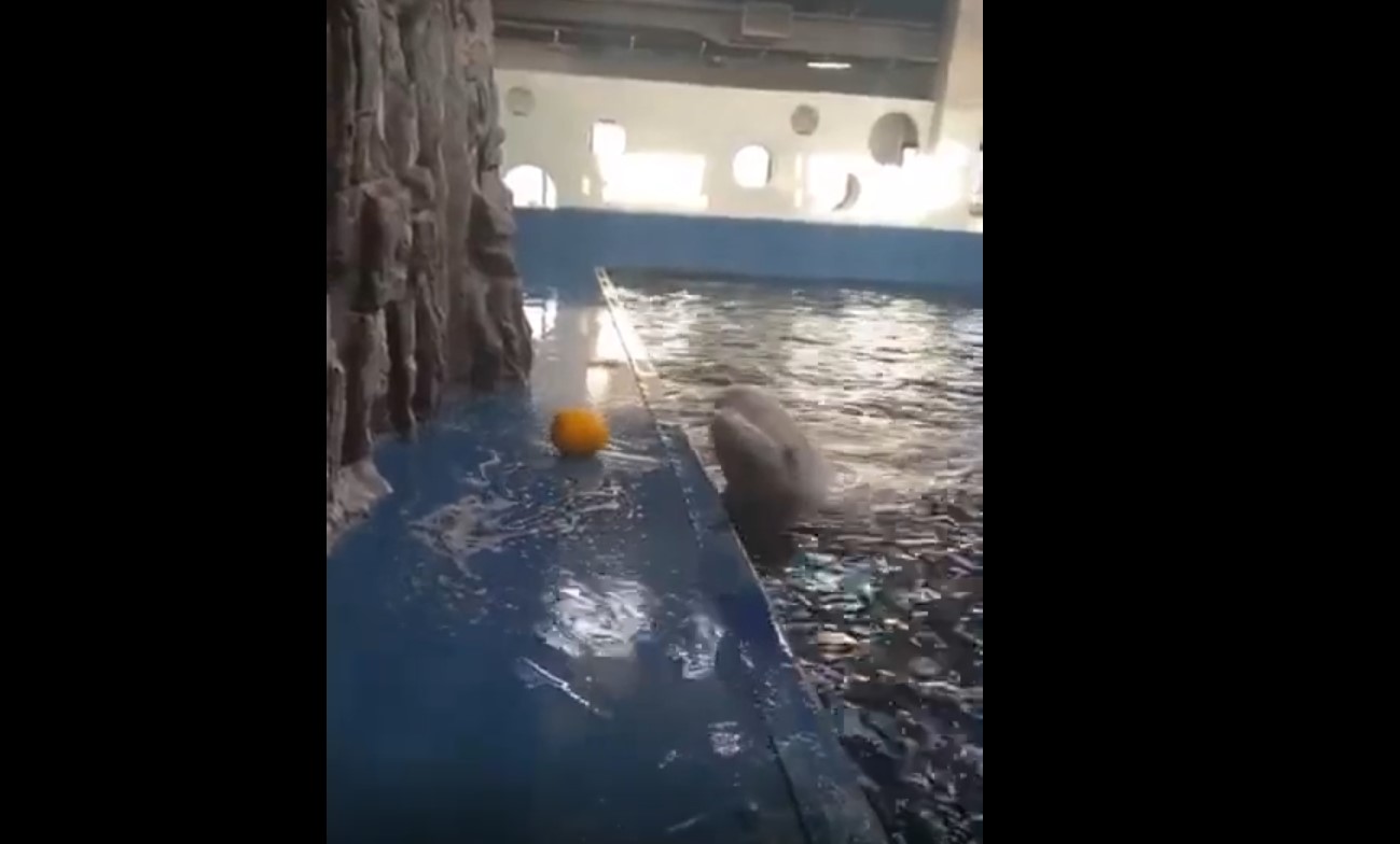 beluga use water