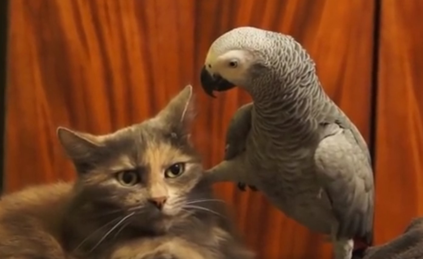 bird bullying cat