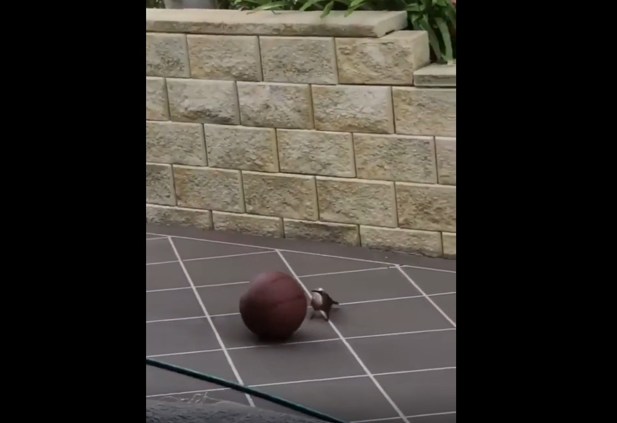 bird is playing with a basketball