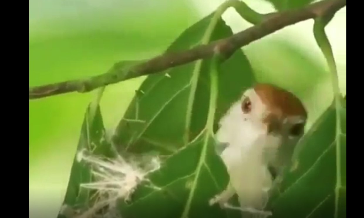 bird make a tailor work to make his nest