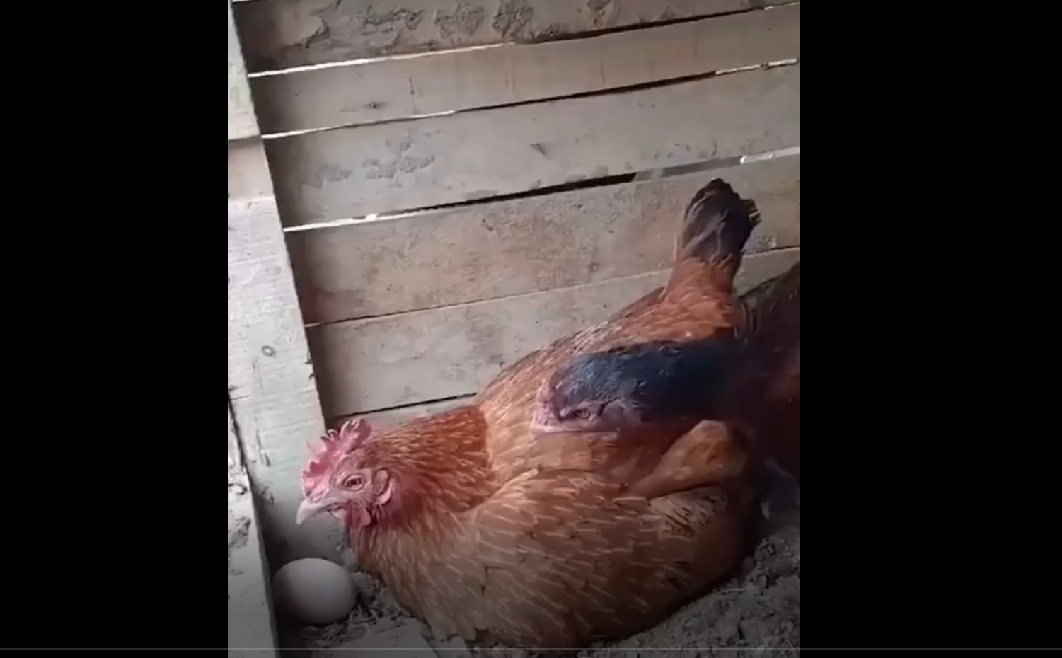 chicken help a chicken