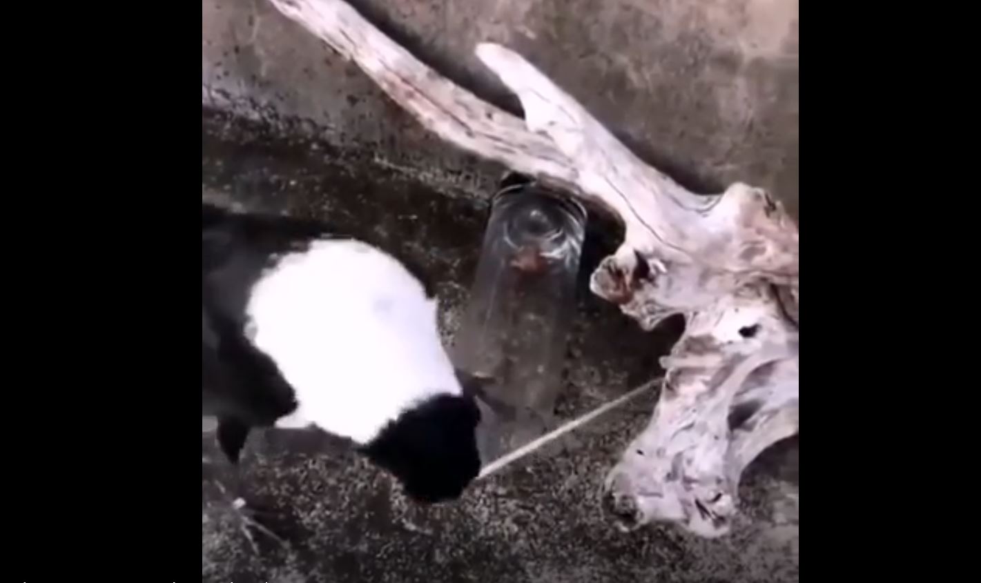 crow using a stick