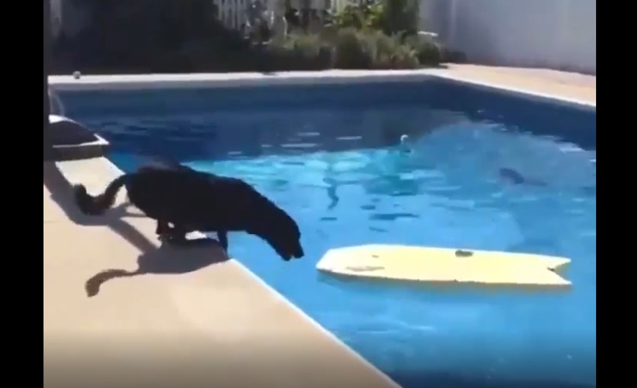 dog make a smart move