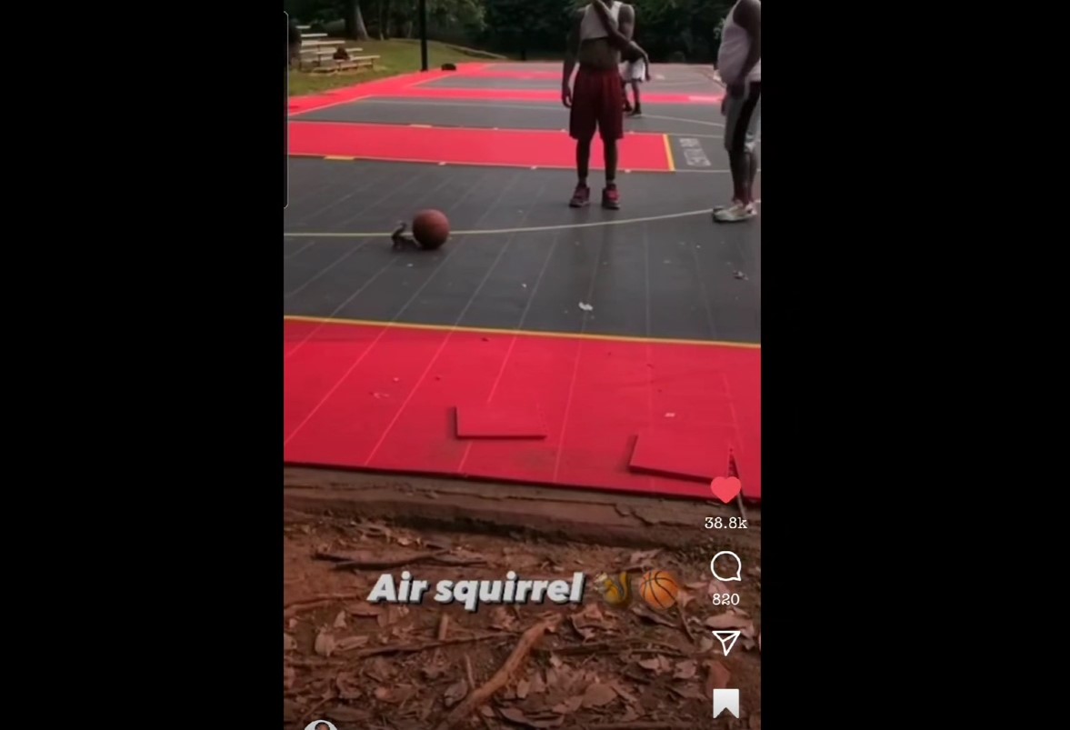 mister squirel want to play