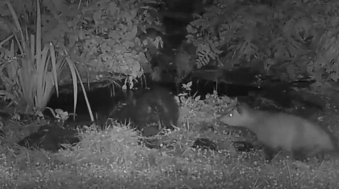 opossum pushed into water by skunk