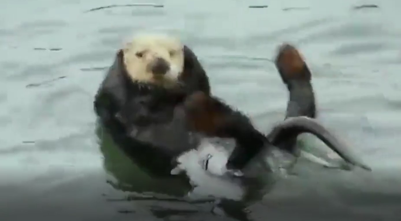 otter do abs