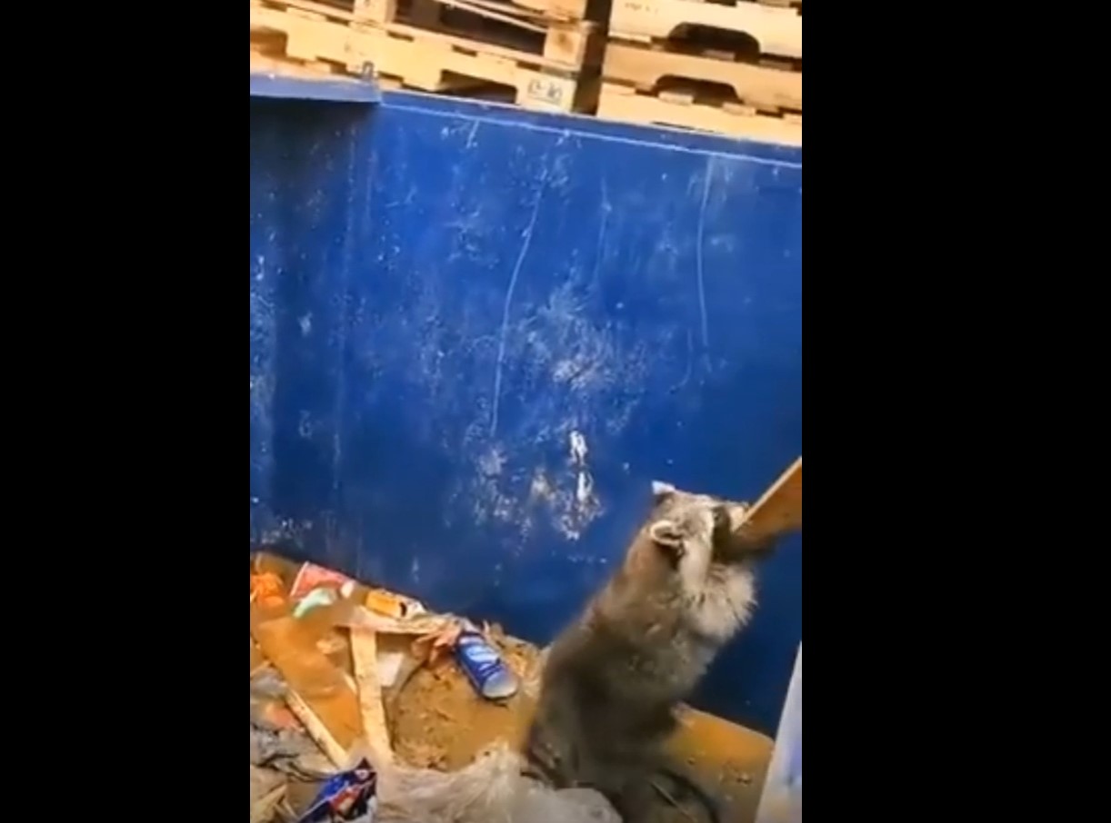 raccoon using a plank