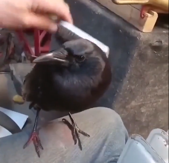 crow like brush