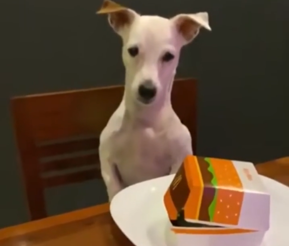 disappointed dog