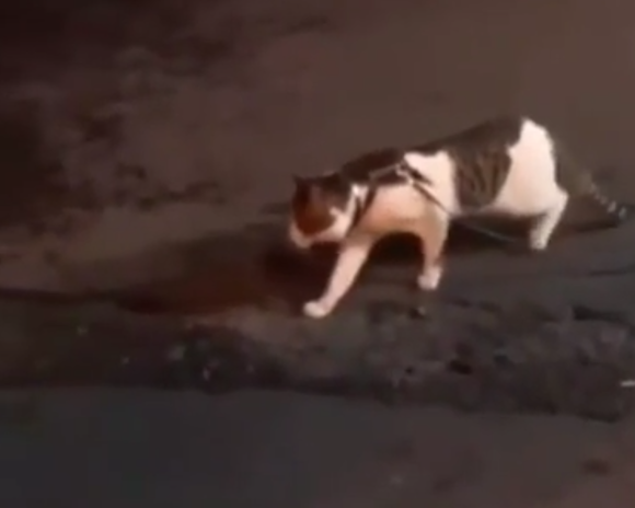 peace dog